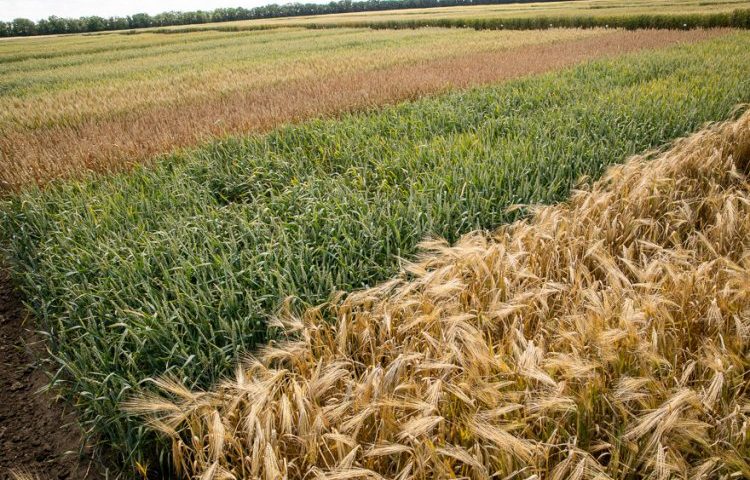 Благодаря технике, поставленной Росагролизингом, в Крыму будет производиться на 10% больше семян