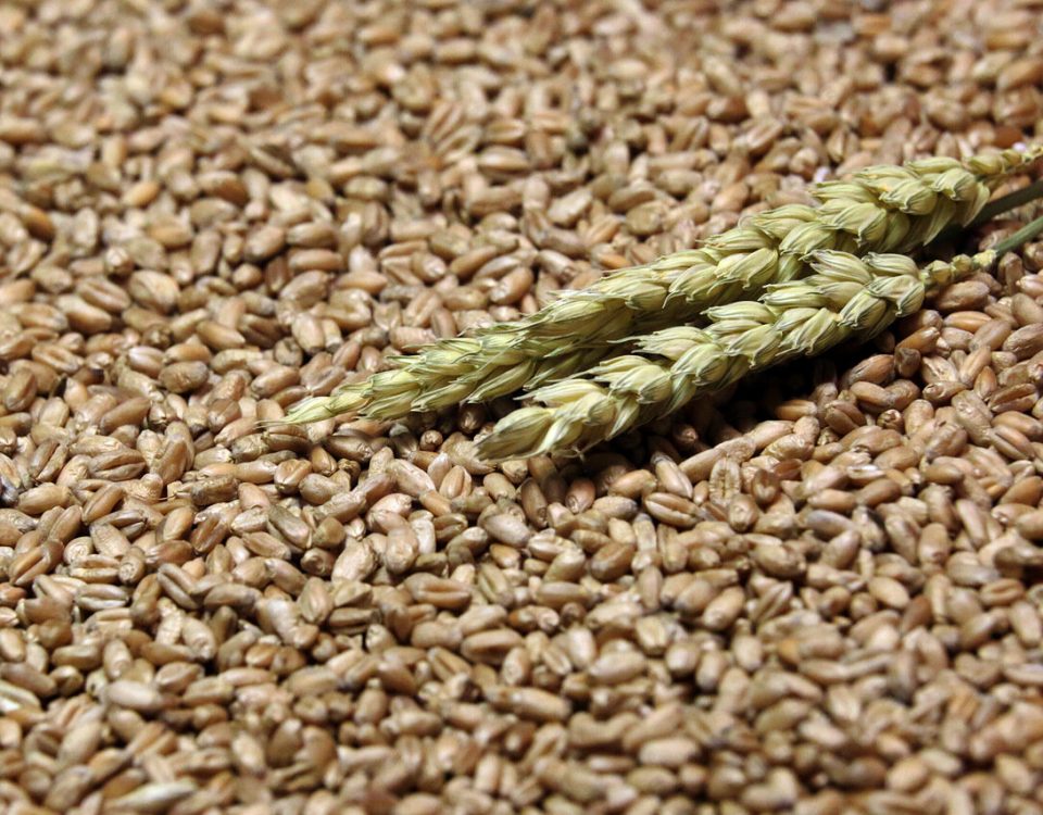 При помощи Росагролизинга аграрий из Кабардино-Балкарии за три года увеличил валовый сбор зерна до 15 тыс. тонн