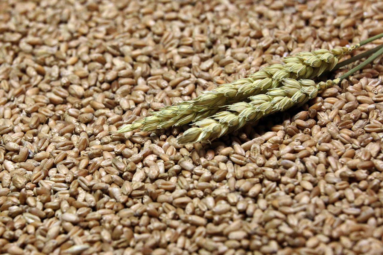 При помощи Росагролизинга аграрий из Кабардино-Балкарии за три года увеличил валовый сбор зерна до 15 тыс. тонн