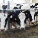 На поддержку молочного животноводства России Росагролизинг направил более 21 млрд рублей