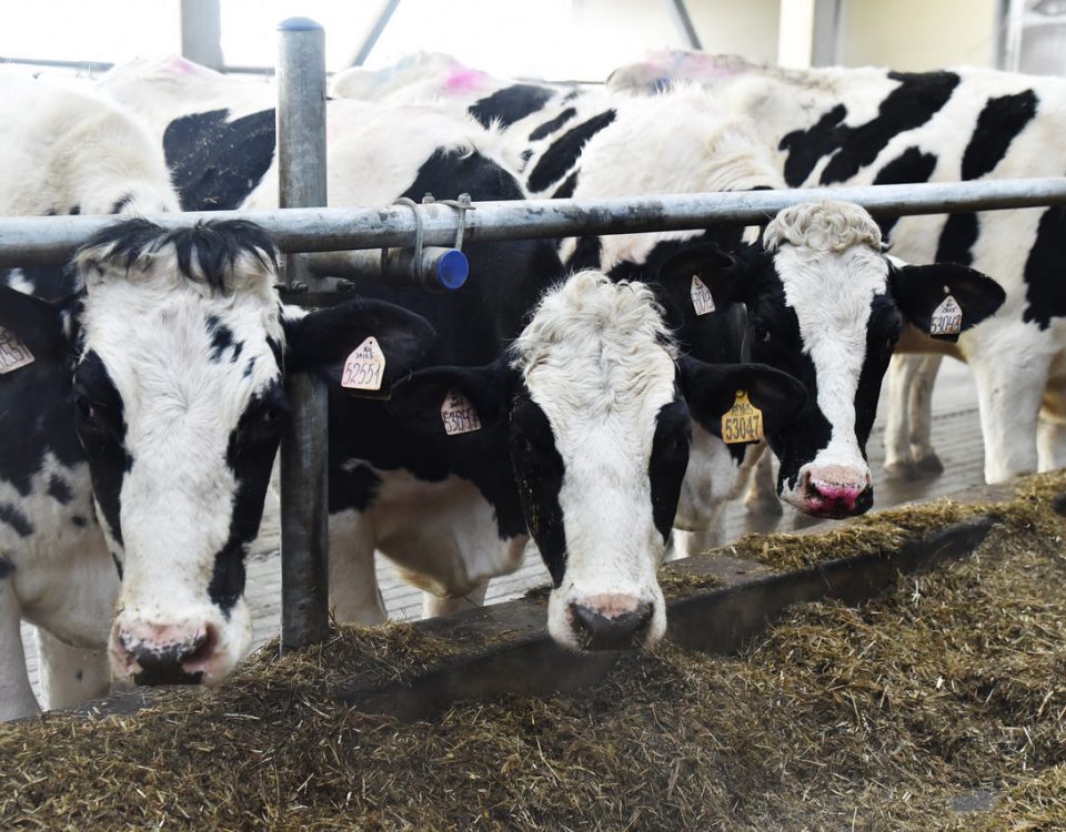 На поддержку молочного животноводства России Росагролизинг направил более 21 млрд рублей